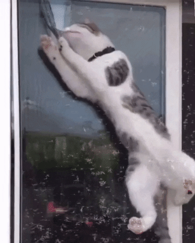 A GIF of a cat trying to escape a screen window. Sourced from GIPHY