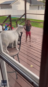 Playful Jumping Goat Has Young Girl in Fits of Laughter