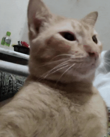 Cat Sven GIF