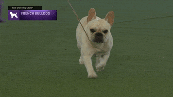 French Dogs GIF by Westminster Kennel Club