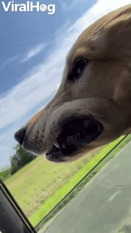 Video gif. Golden retriever dog has its head out of the window of a moving car. The wind blows in its face, catching on its lips causing them to spread open wide like a parachute.