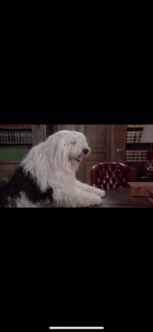Dog GIF