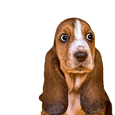 In Love Dog Sticker by Petsfluence