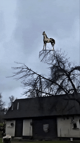 Horse Chicken GIF