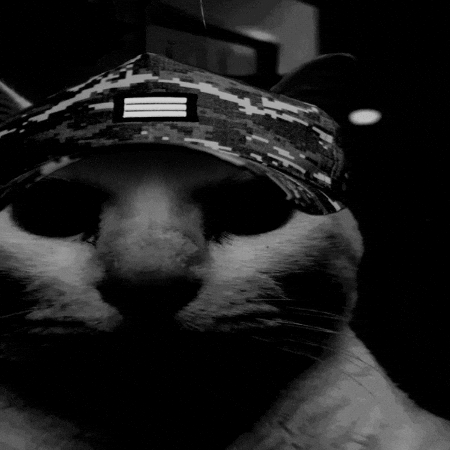 Cat Navy GIF