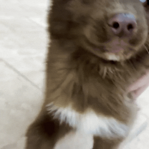 Red Husky GIF