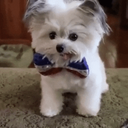 giphy.gif?cid=4d1e4f29or9ul1r7sikgfkcpft8cq42ny3kxqm928nxtwbnp&rid=giphy.gif