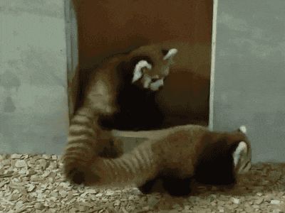 Red Pandas Tackle And Cuddle GIFs - Get the best GIF on GIPHY