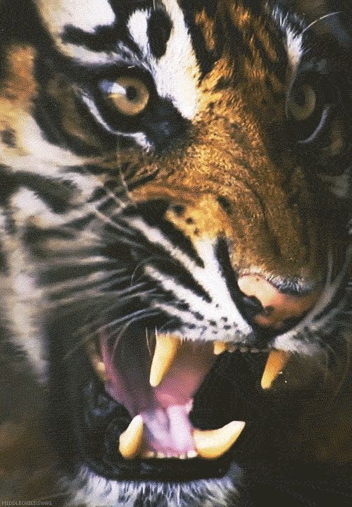 Bengal Tiger GIFs - Get the best GIF on GIPHY