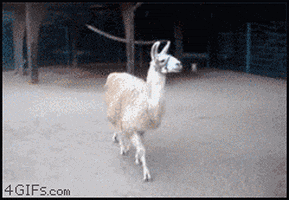 sorry for being so fabulous GIF