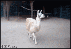 Sorry For Being So Fabulous GIF