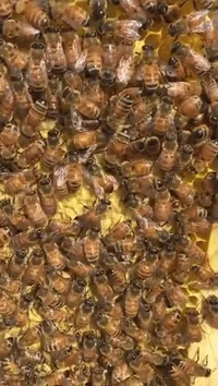 dance honeybee GIF