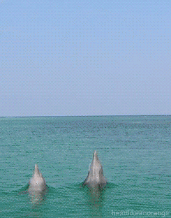 Image result for dolphins jumping out of water gif"
