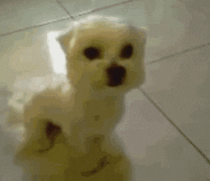 angry puppy GIF