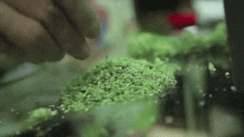 How To Roll A Blunt: 8 Steps For Success