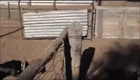 dog skills GIF