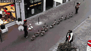 INsoliteRIgoloCOquin - Page 6 Giphy