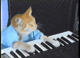 keyboard cat GIF