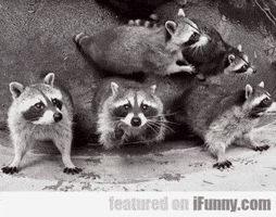 racoon GIF racoon GIF