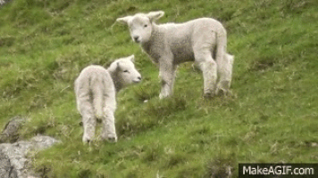 2 cute sheep playing GIFs - Get the best GIF on GIPHY