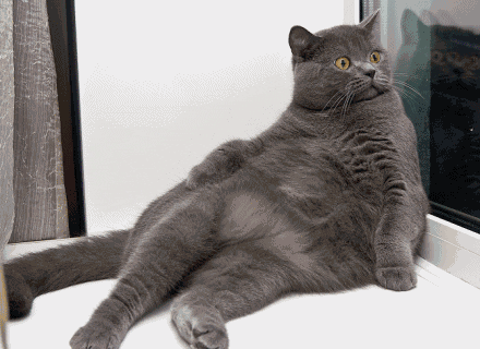 No You Didnt Fat Cat GIF - Find & Share on GIPHY