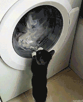 cat laundry GIF