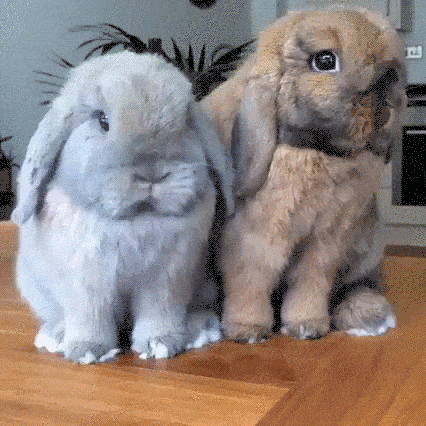 Baby bunny gifs