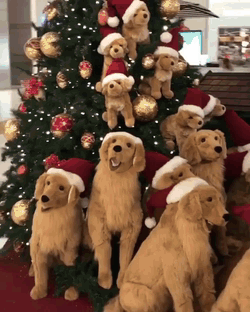 dogs