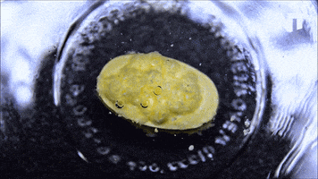 dissolve time lapse GIF by NowThis 