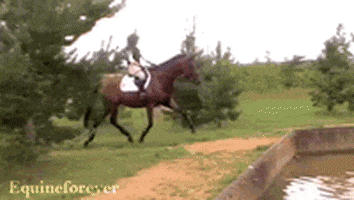 horse falling GIF
