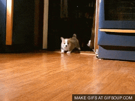 puppy stampede GIF by SB Nation