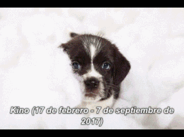 omarjavierumana perro kino kinoide GIF