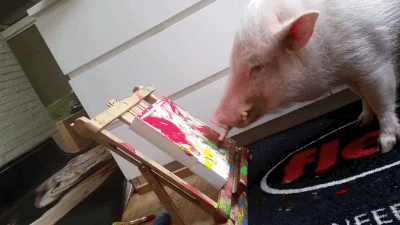 pig with a paintbrush