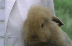 happy rabbit GIF