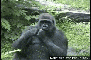 Monkey Banana GIFs - Find & Share on GIPHY