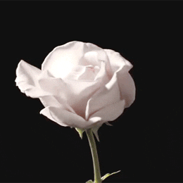 Image result for rose blooming gifs