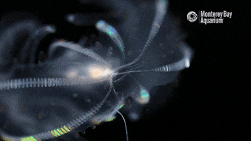 comb jelly jellyfish GIF by Monterey Bay Aquarium