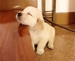 Silly puppy for Tuesday Jun 11, 2019