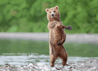 Dance Bear GIF by Hyper RPG - Find & Share on GIPHY