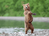 Dance Bear GIF by Hyper RPG - Find & Share on GIPHY Dance Bear GIF by Hyper RPG - Find & Share on GIPHY