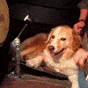 Dog Band GIF