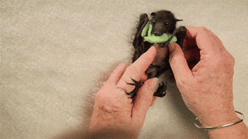baby animals bats GIF