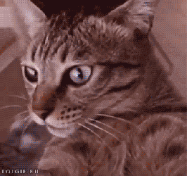 Video gif. Cat is spinning super fast with super wide eyes like it's stunned, and maybe a bit dizzy.
