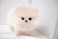Cute Little Dog Gifs Get The Best Gif On Giphy