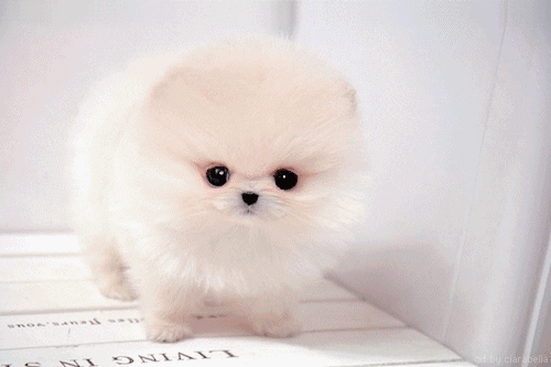 Overcute GIFs - Get the best GIF on GIPHY