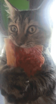 Video gif. A brown tabby cat furiously hugs and bites into a large folded piece of pizza.