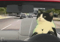Police Cat GIF - Police Cat - Discover & Share GIFs