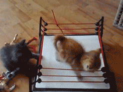 wrestling kitty GIF