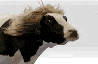 cow GIF
