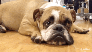 Dog Lol GIF by The BarkPost